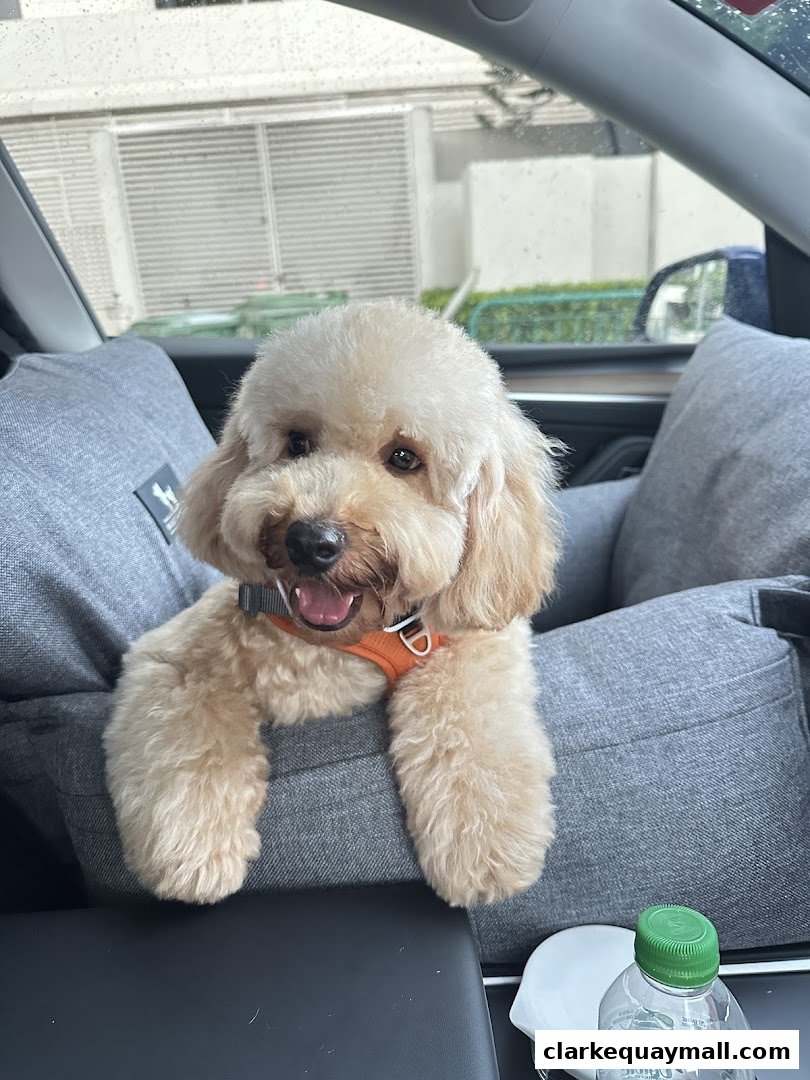 A happy, fluffy dog wearing an orange harness sits in a car seat.