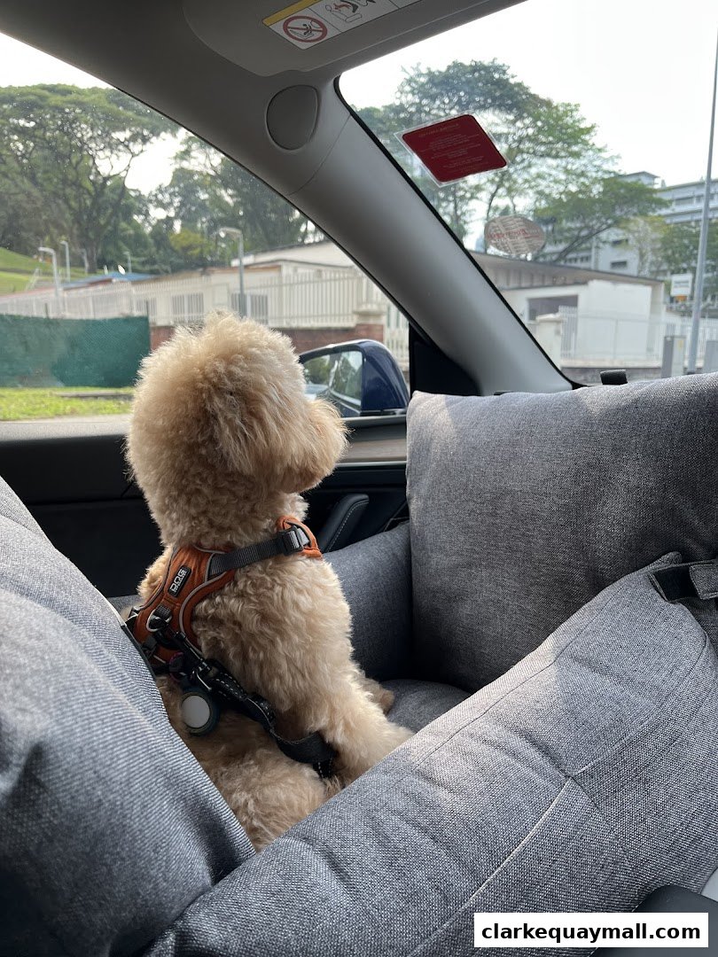 A fluffy dog sits in a car seat, looking out the window.
