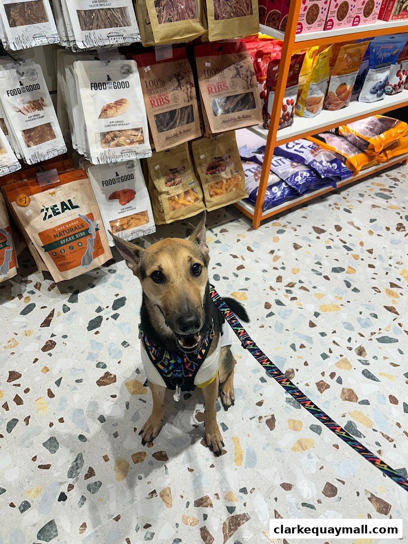 A dog sits in front of shelves stocked with various pet food and treats.