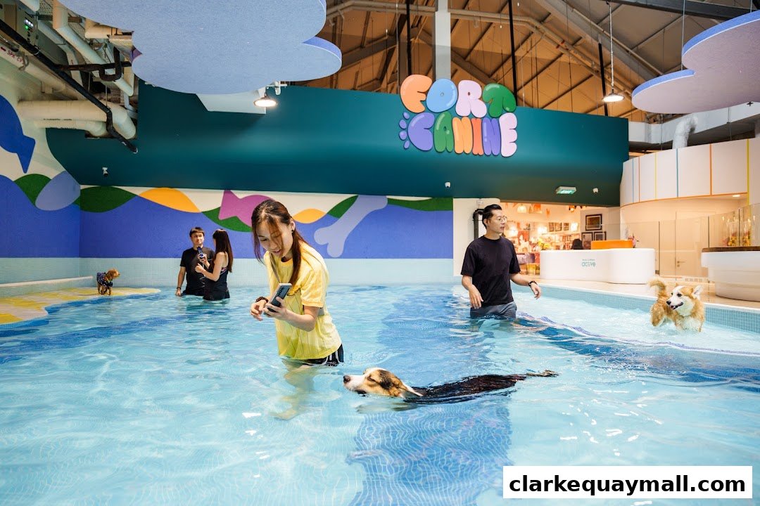 People and dogs enjoying a swimming pool with colorful walls and a playful sign.