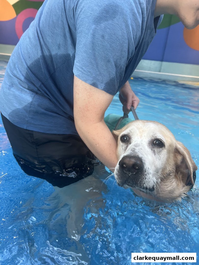 A person helps a wet dog swim in a bright blue pool.