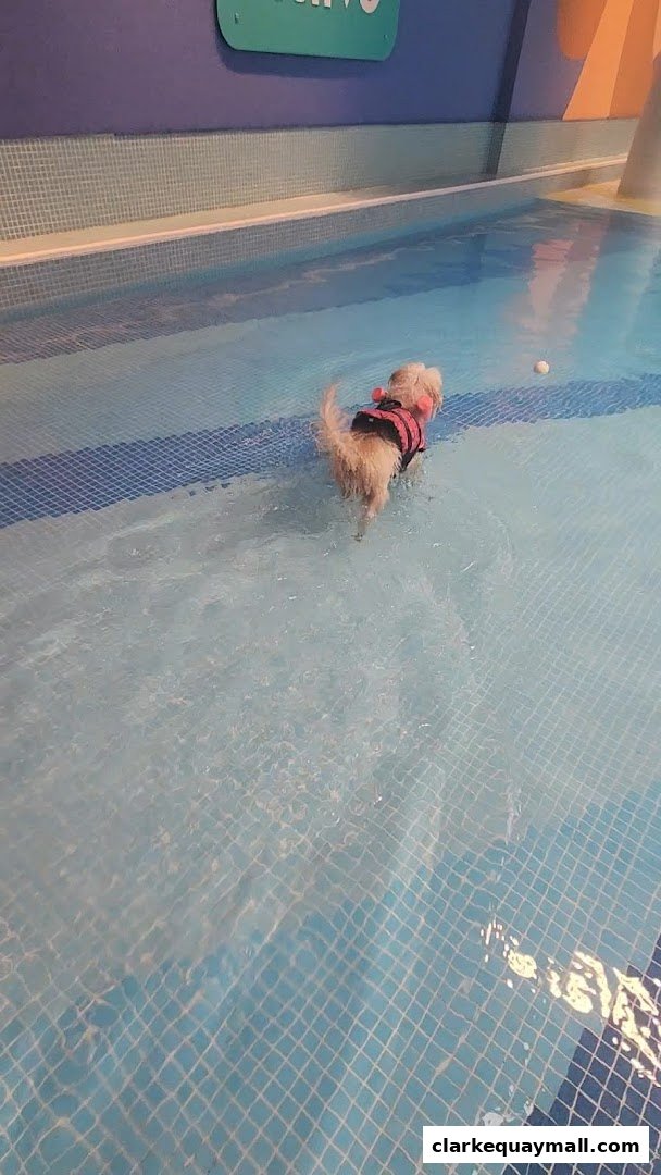A small dog wearing a pink life vest swims in a shallow pool.
