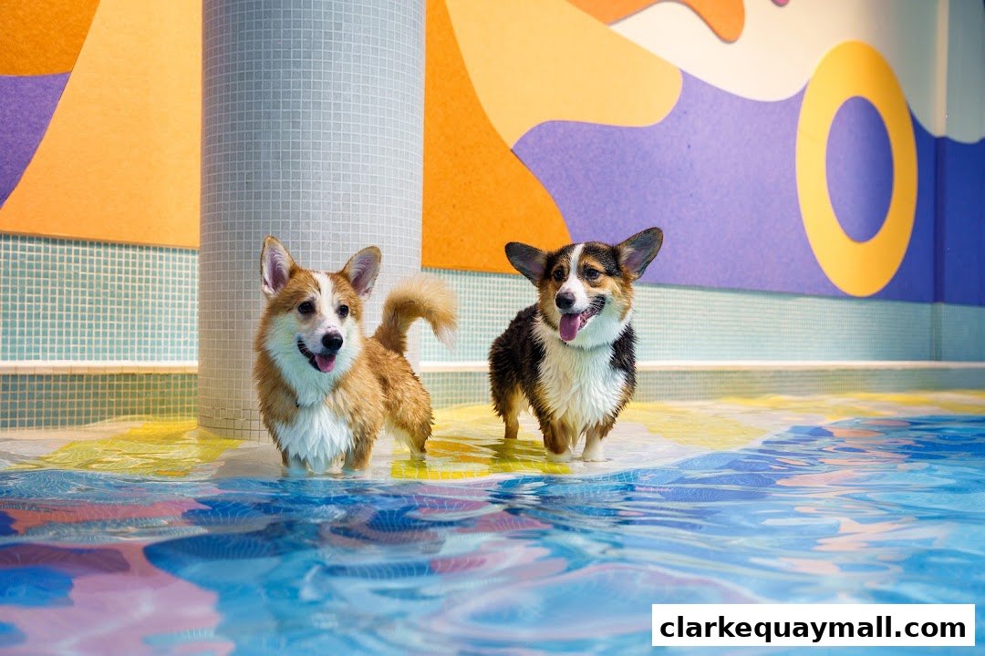 Two happy corgis standing in a shallow pool with colorful abstract wall art.