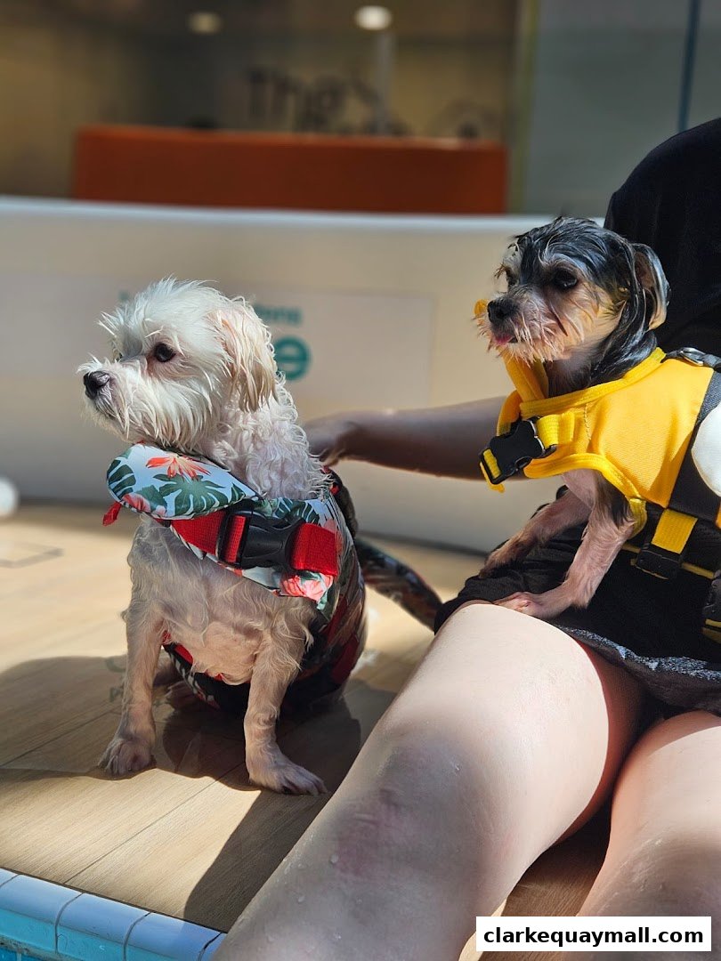 Two wet dogs, one wearing a floral life vest, sit by a pool.