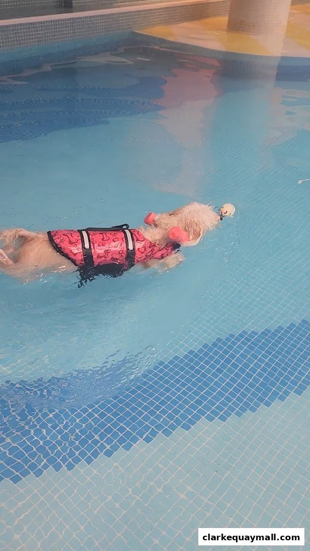 A dog wearing a pink life jacket swims in a bright blue pool.