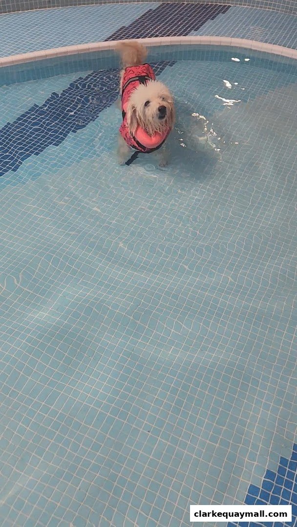A small, fluffy dog wearing a pink life vest stands in a shallow swimming pool.