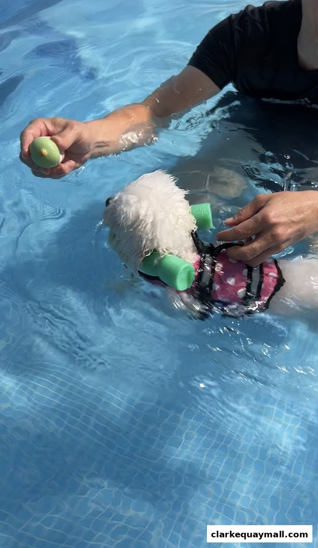 A person is holding a toy for a dog swimming in a pool.