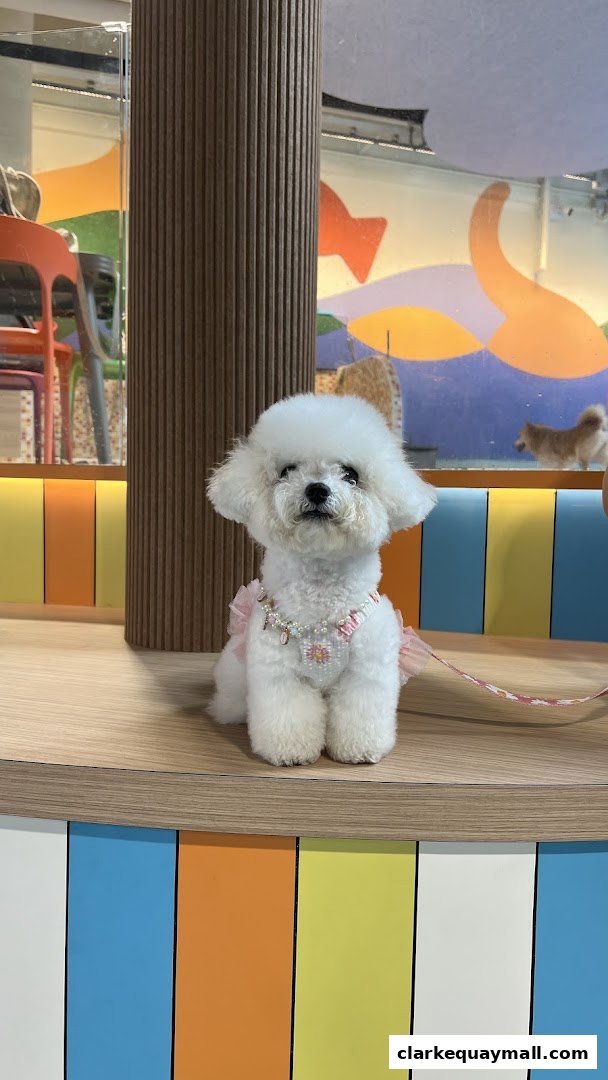 A fluffy white dog wearing a pink outfit and pearl necklace sits on a wooden shelf.