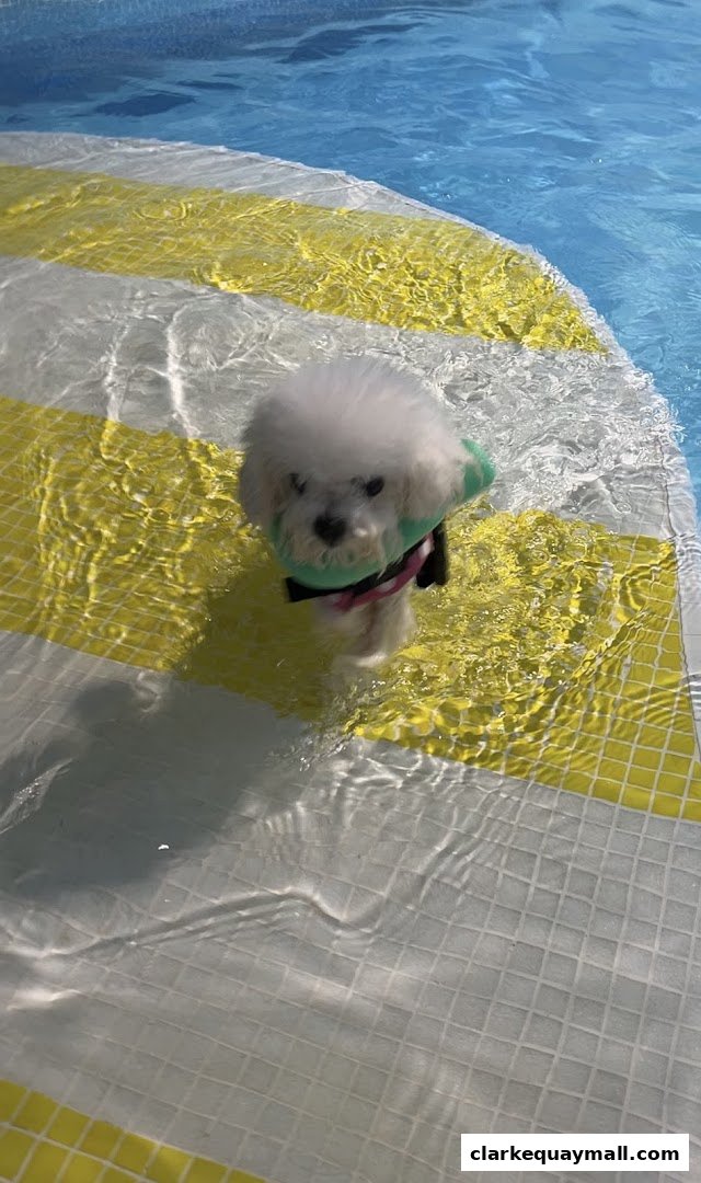 A small white dog wearing a green life vest stands in shallow water on a striped surface.