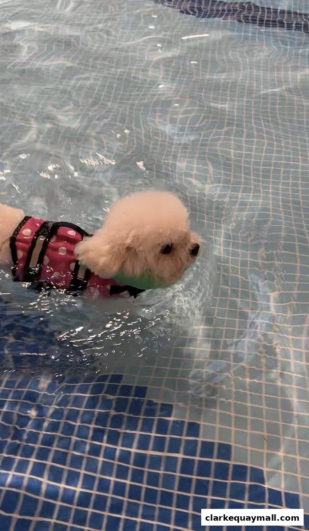 A small white dog wearing a pink life vest swims in a tiled pool.