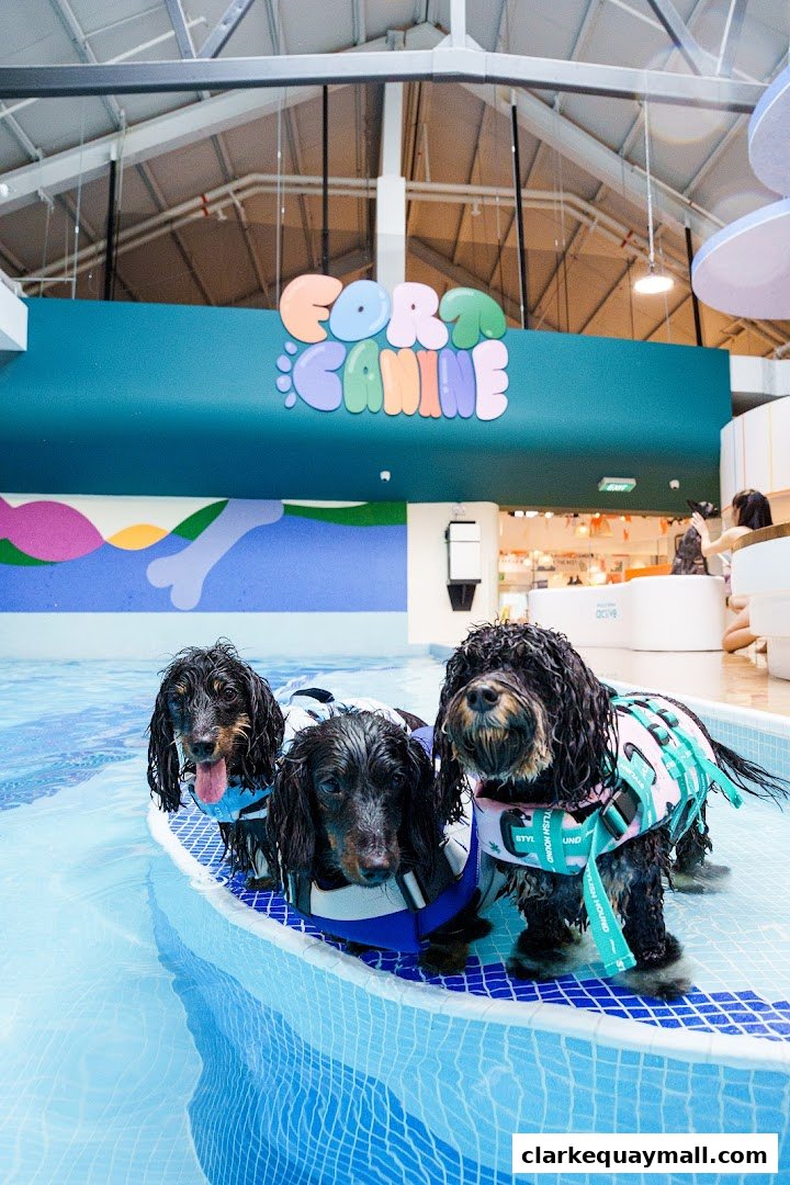 Three dogs in life vests are in a shallow pool with a colorful mural and shop logo in the background.