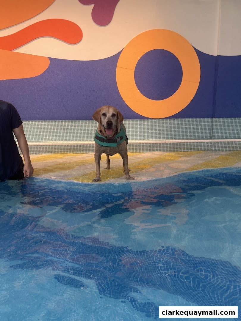 A happy dog wearing a life vest stands at the edge of a swimming pool.