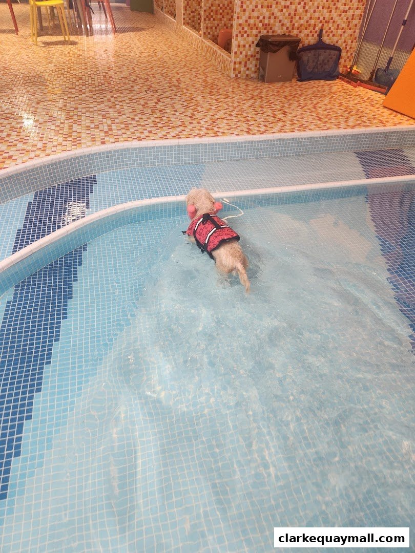 A small dog wearing a life vest swims in a tiled indoor pool.