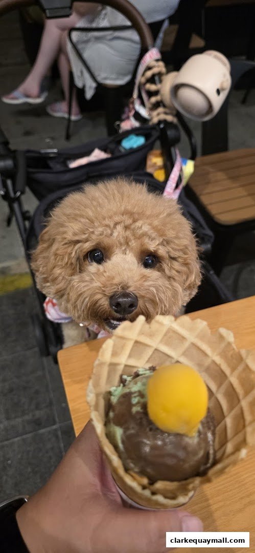 A cute dog in a stroller looks at an ice cream cone held by a person.