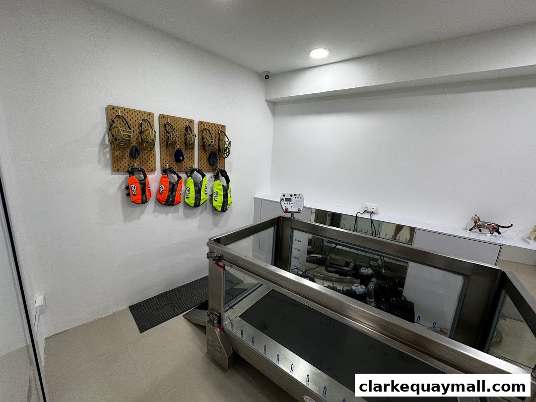 Interior of a pet physiotherapy clinic with equipment and safety gear on display.