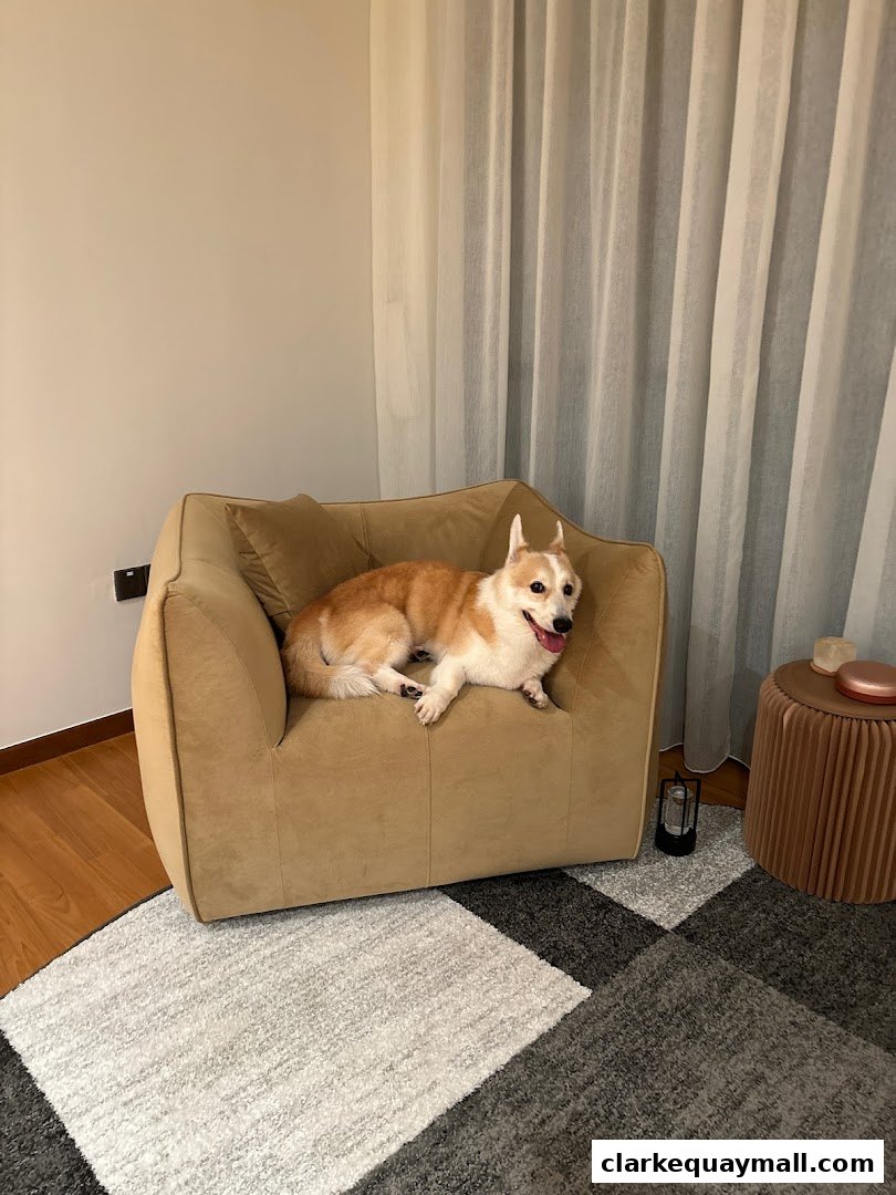 A happy corgi dog rests on a comfortable armchair in a modern room.