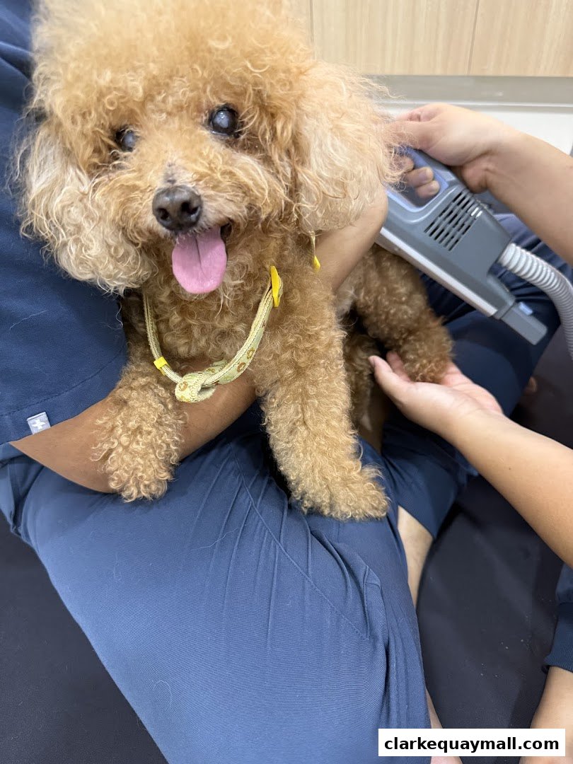 A poodle dog is being held and treated with a device by a person.