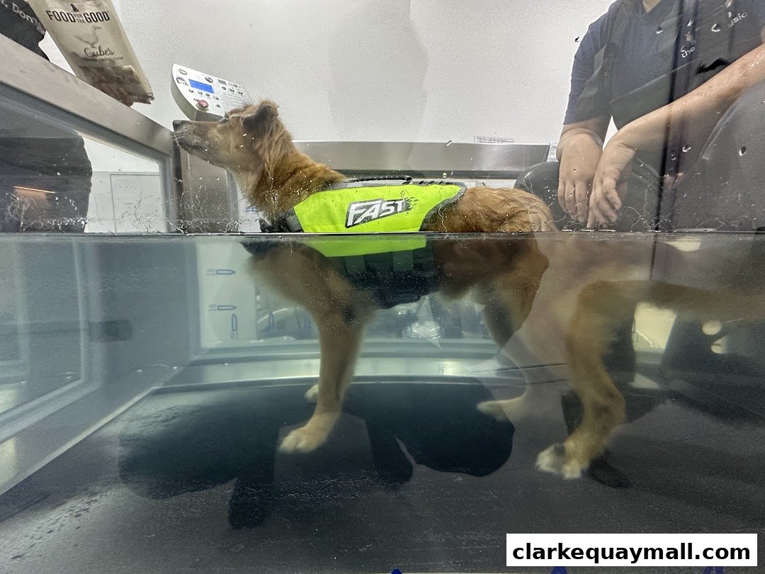 A dog wearing a life vest walks on an underwater treadmill at The Pet Physio.