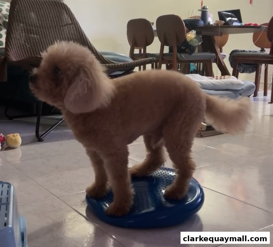 A light brown poodle stands on a blue balance disc in a room with furniture.