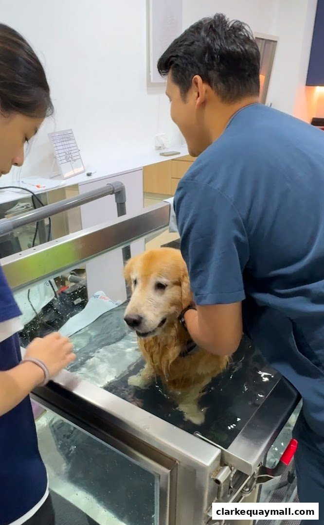 A golden retriever dog is in a water treadmill with two people assisting.