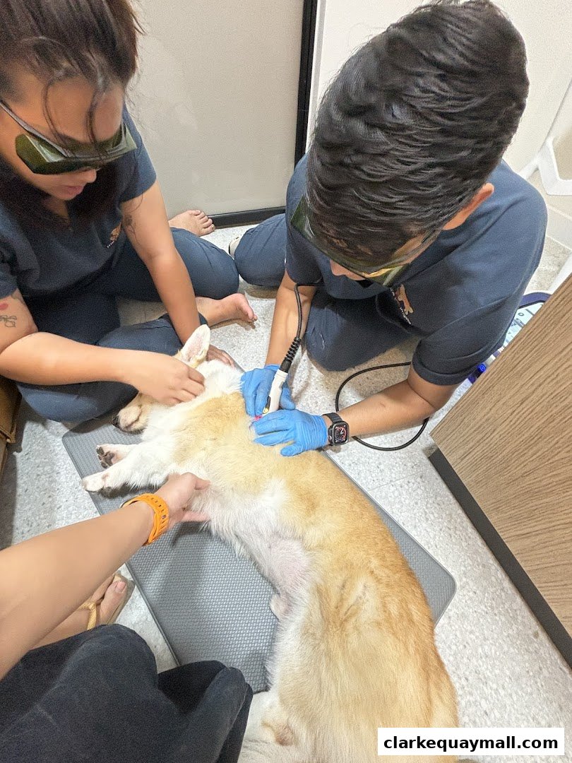 Veterinary professionals perform laser therapy on a corgi dog.