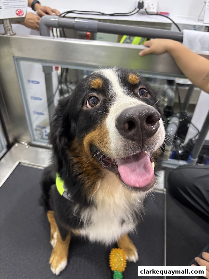 A happy Bernese Mountain Dog sits on a treadmill, ready for rehabilitation at The Pet Physio.