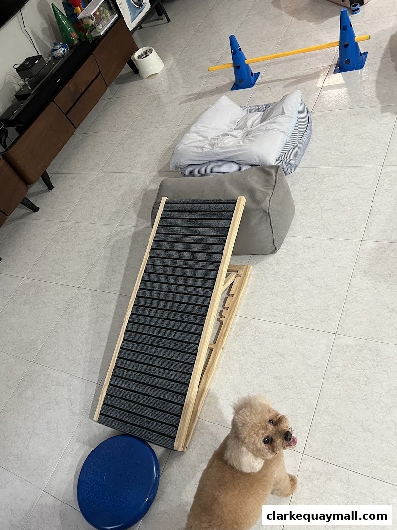 A dog sits near agility equipment including a ramp, cones, and a balance disc.