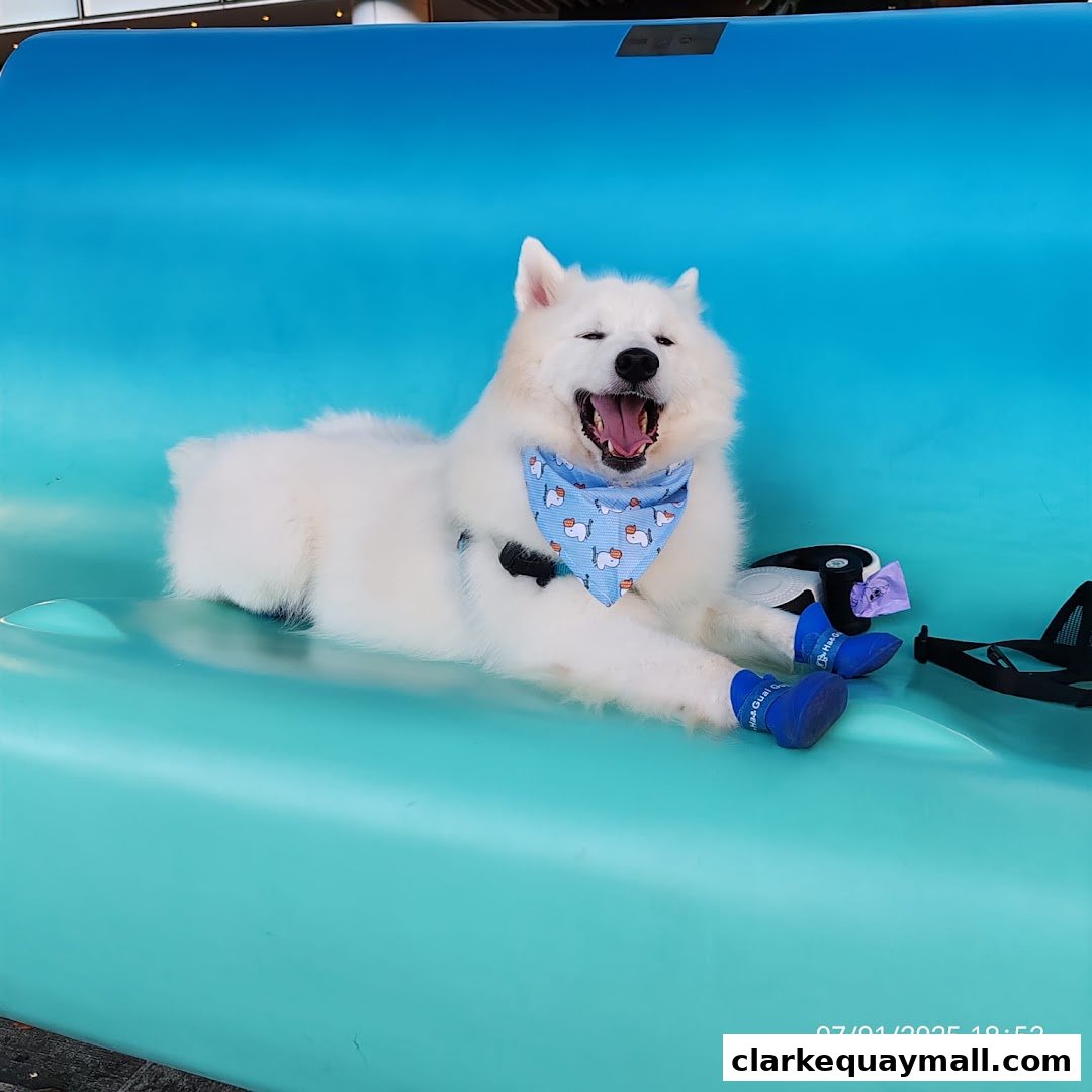 A fluffy white dog wearing a bandana and blue booties lies on a blue surface, yawning.
