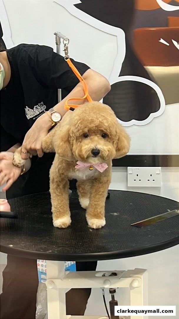 A groomed poodle wearing a pink bow and bell is standing on a grooming table.