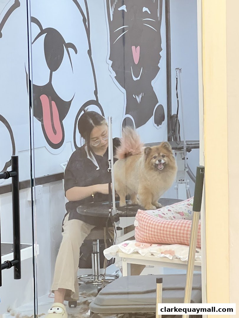 A groomer is styling a Pomeranian dog inside a pet grooming salon.
