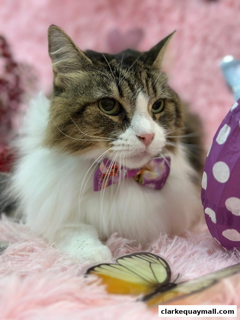 A fluffy cat wearing a bow tie sits on a pink fluffy surface with decorative butterflies.