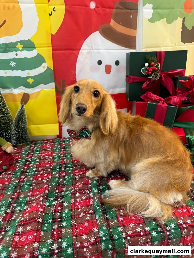 A long-haired dachshund wearing a festive bow tie sits on a Christmas-themed blanket with presents.