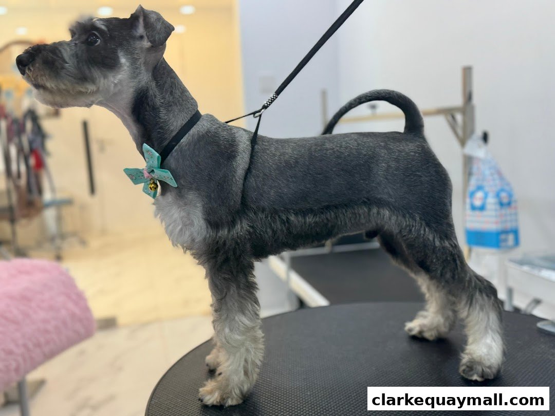 A groomed Miniature Schnauzer dog with a bow tie stands on a grooming table.