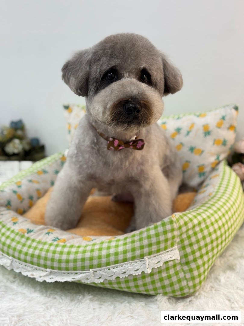 A groomed grey dog with a bow tie sits in a pet bed with a pineapple pattern.