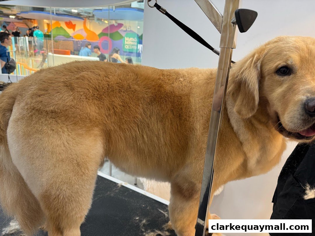 A golden retriever dog is being groomed at a pet salon, with a colorful background visible.