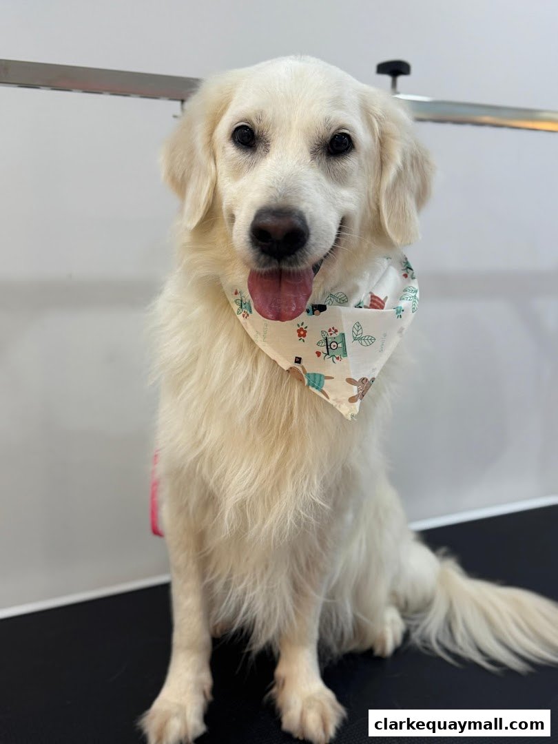 A happy, fluffy white dog wearing a bandana sits patiently, likely after grooming.