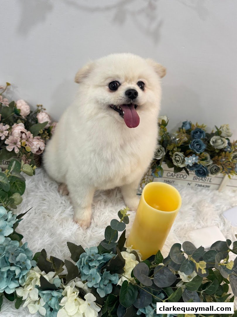 A fluffy white Pomeranian dog sits on a white rug surrounded by flowers and a candle.