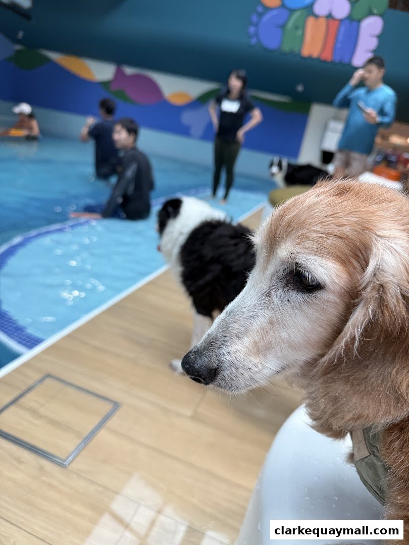Dogs and people in a swimming pool area with colorful wall decorations.